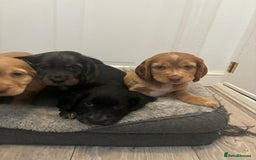 Cocker Spaniel dogs for sale: Chunky playful full Pedigree show type kc parents - Image 5