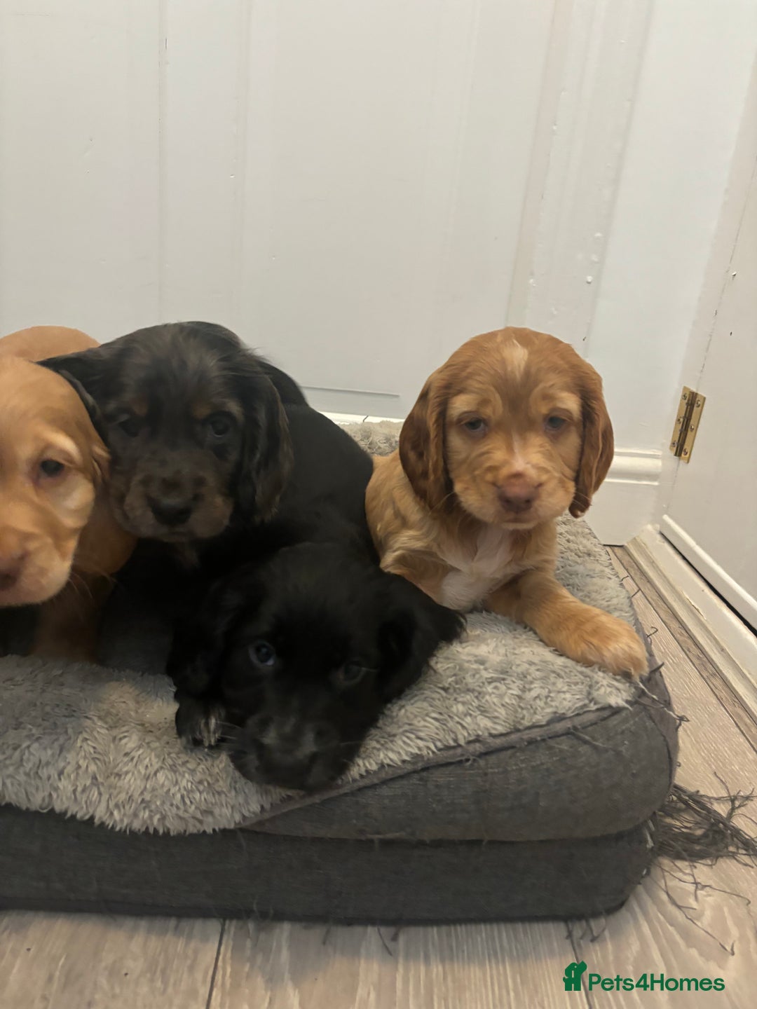 Cocker Spaniel dogs for sale: Chunky playful full Pedigree show type kc parents - Image 5