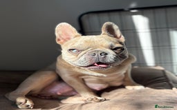 French Bulldog dogs for sale: French bulldog pedigree litter - Image 27