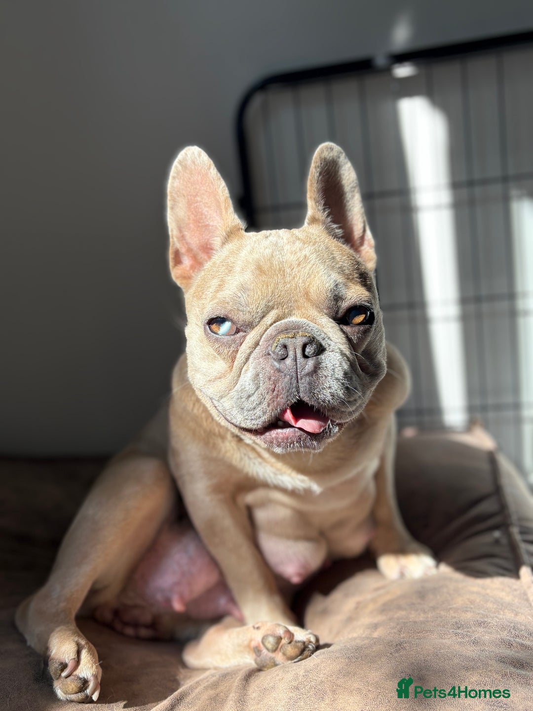 French Bulldog dogs for sale: French bulldog pedigree litter - Image 27
