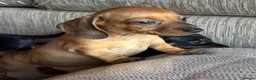 Miniature Dachshund dogs for sale: Miniature dachshunds - Advert 26