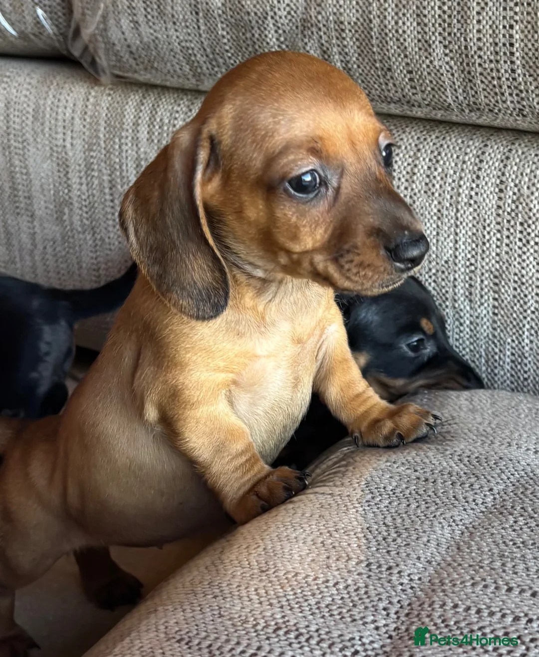 Miniature Dachshund dogs for sale: Miniature dachshunds - Advert 1