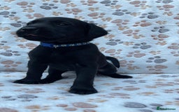 Labrador Retriever dogs for sale: **PEDIGREE, KC REGISTERED AND HIP SCORED** - Image 6