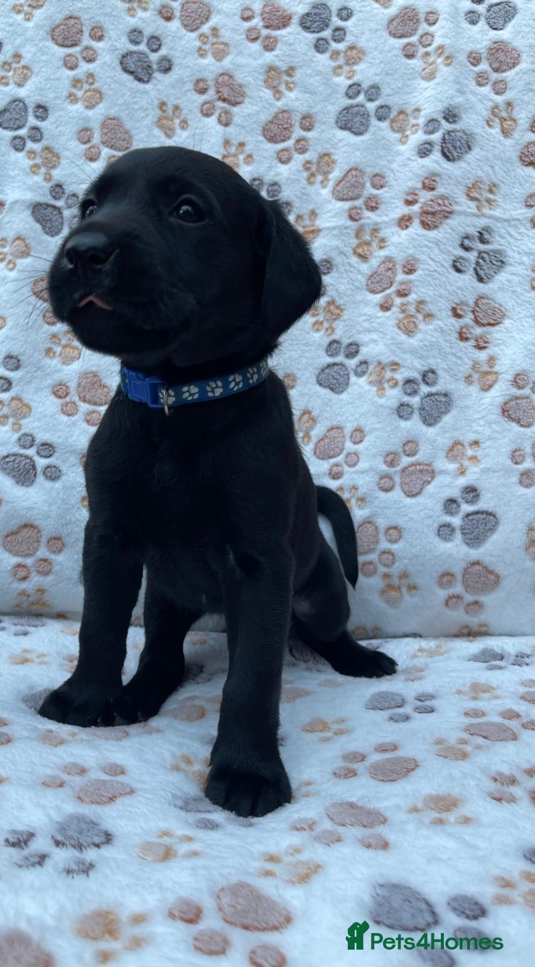 Labrador Retriever dogs for sale: **PEDIGREE, KC REGISTERED AND HIP SCORED** - Image 6