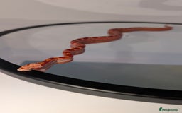 Corn Snake reptiles for sale: Pied Babies for sale - Image 1