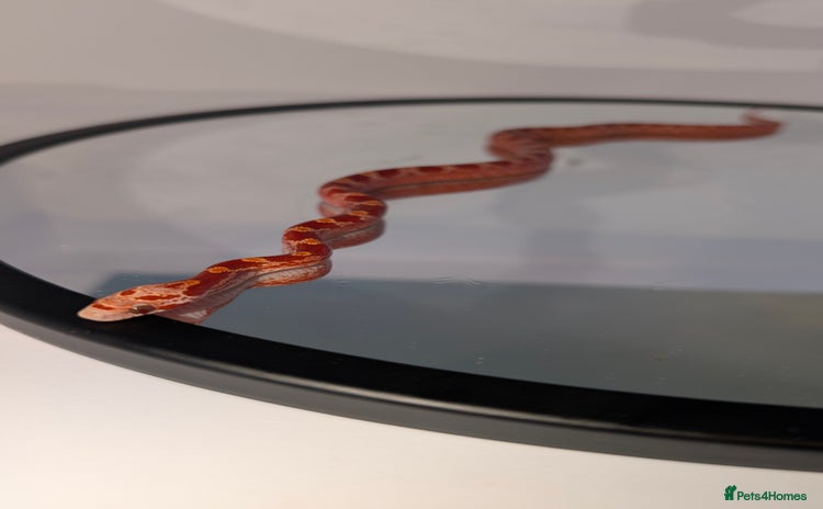 Corn Snake reptiles - Advert 9