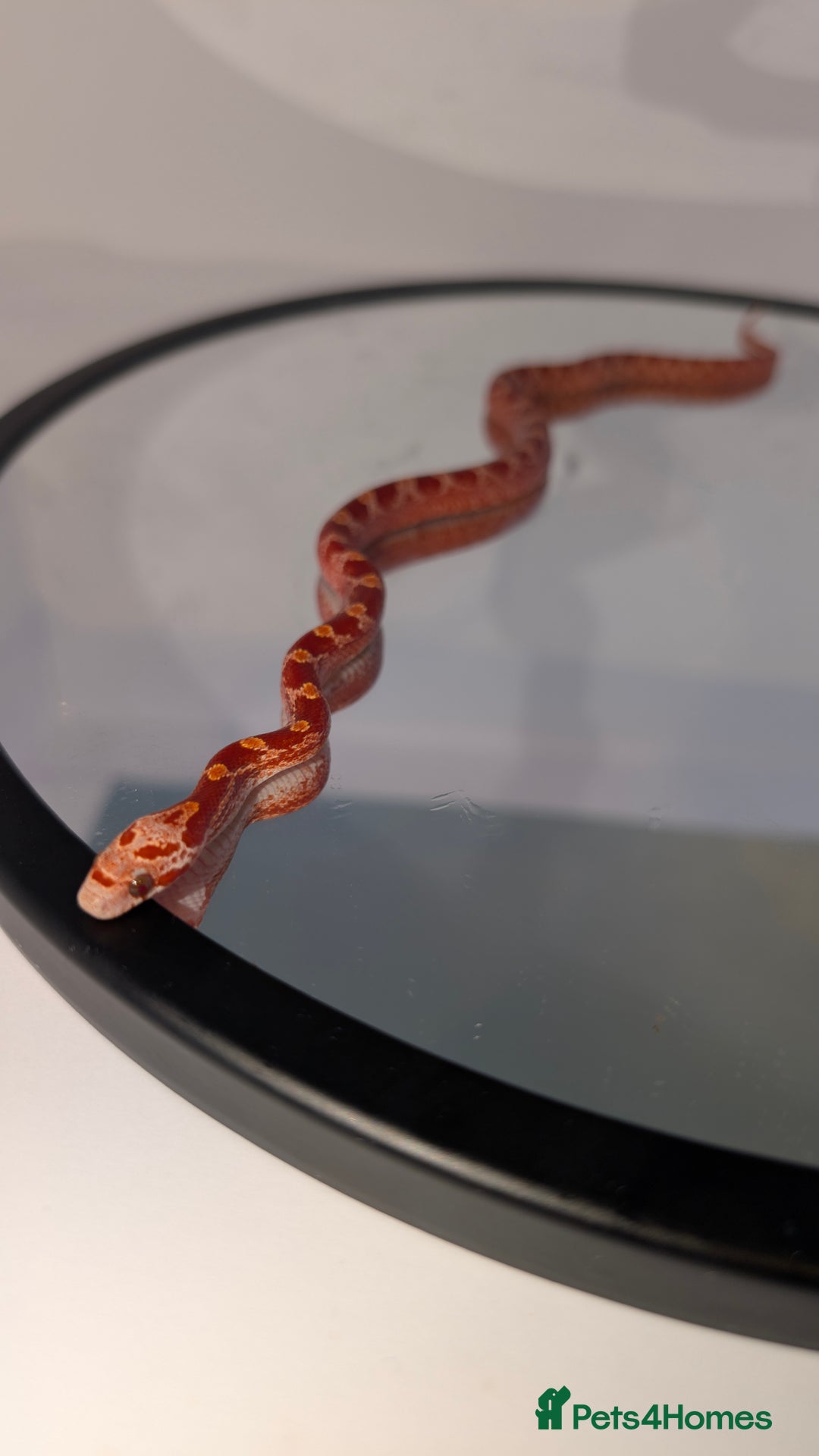 Corn Snake reptiles for sale: Pied Babies for sale - Image 1