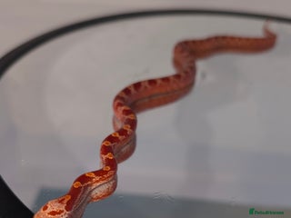Corn Snake reptiles - Advert 5