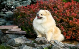 Pomeranian dogs for sale: Beautiful small Pomeranian girl cream colour  - Image 3
