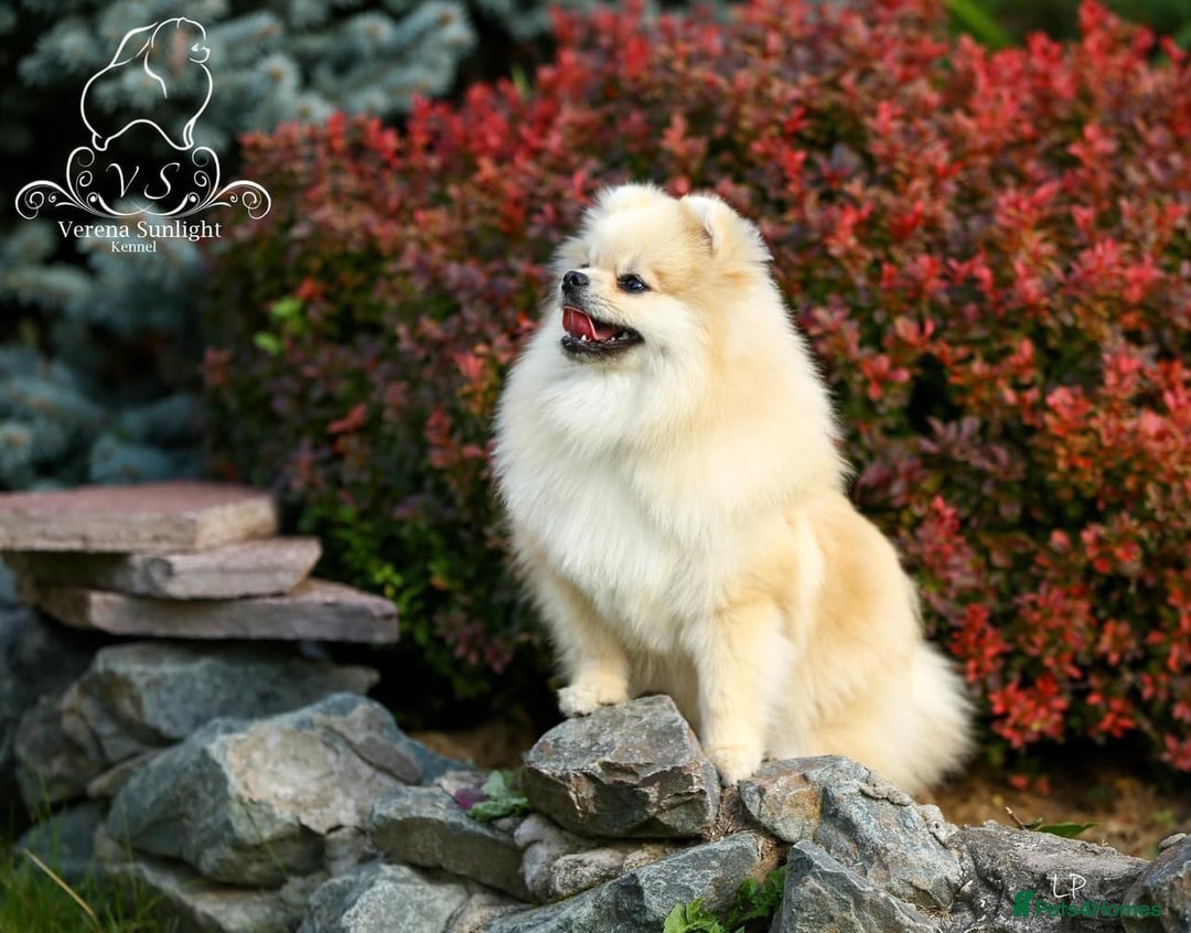 Pomeranian dogs for sale: Beautiful small Pomeranian girl cream colour  - Image 3
