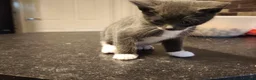 British Shorthair cats for sale: Kittens 🐈🐈🐈 in Bristol - Advert 19