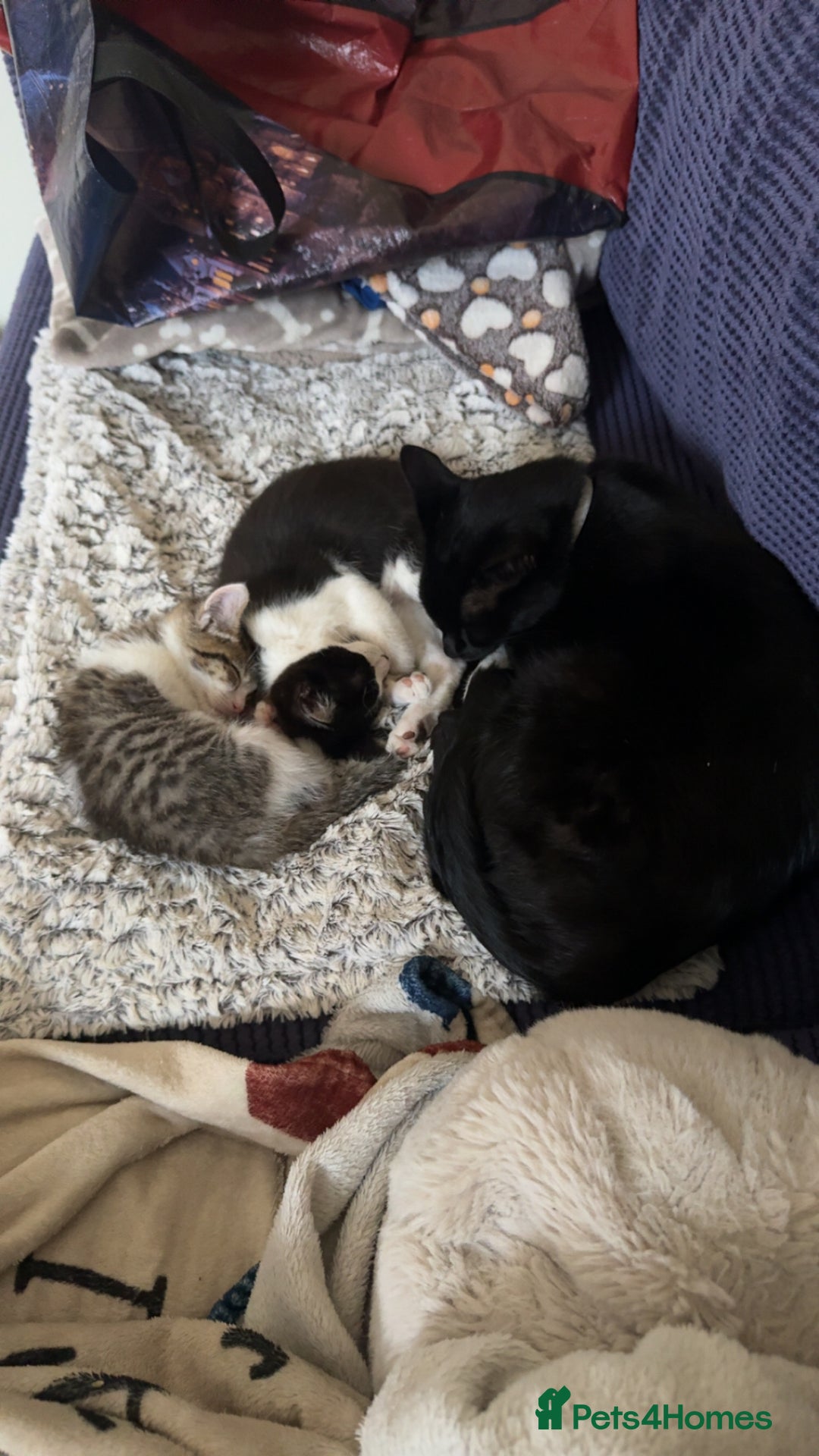 Mixed Breed cats for sale: Two beautiful ladies 💜 - Image 10