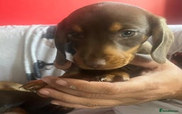 Dachshund dogs for sale: 3 male 2 female dashound puppies ready to go. - Image 8