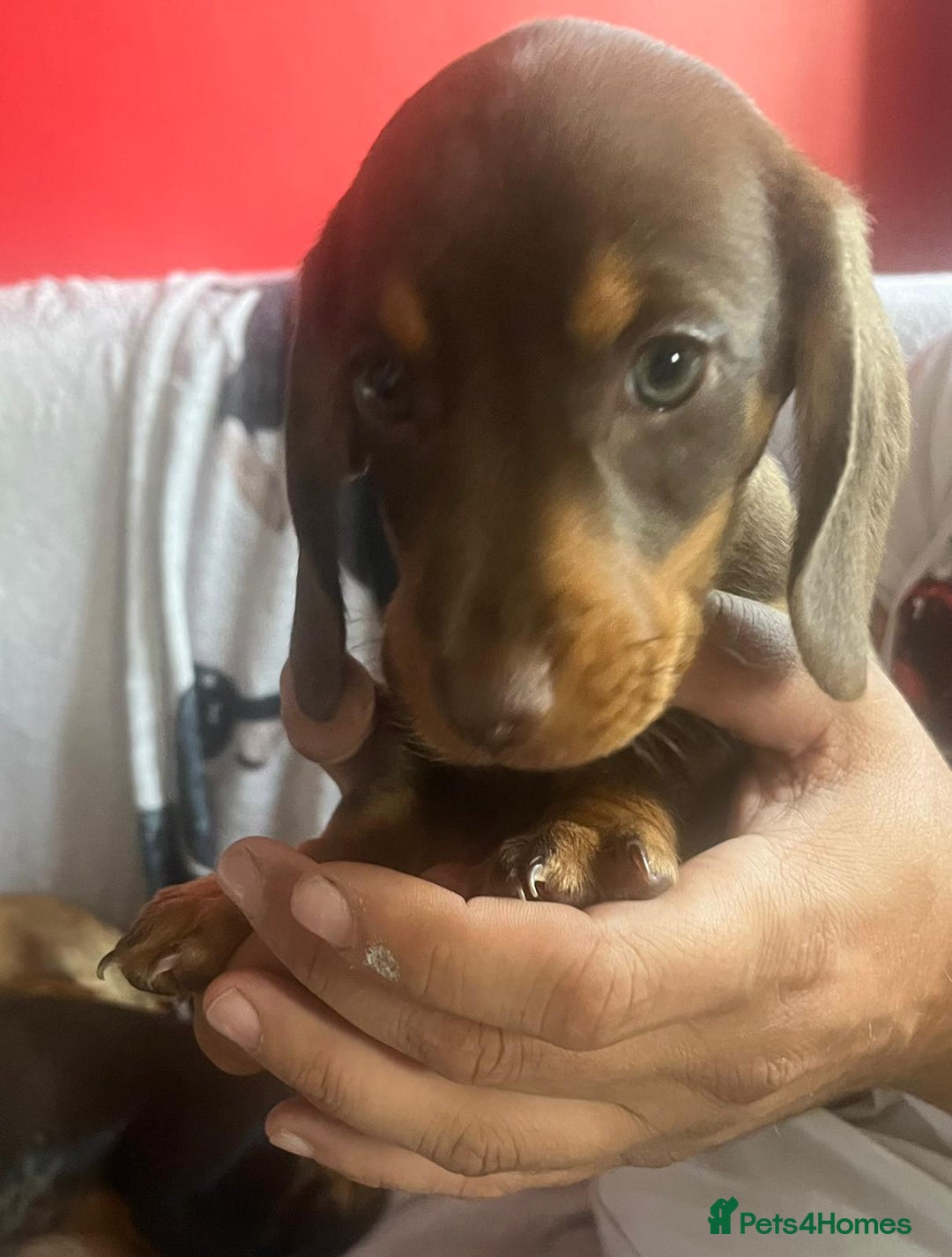 Dachshund dogs for sale: 3 male 2 female dashound puppies ready to go. - Image 8
