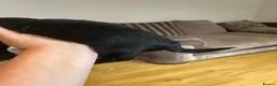 Cockapoo dogs for sale: Adorable Black Cockapoo Boy – Loving & Playful  - Advert 5