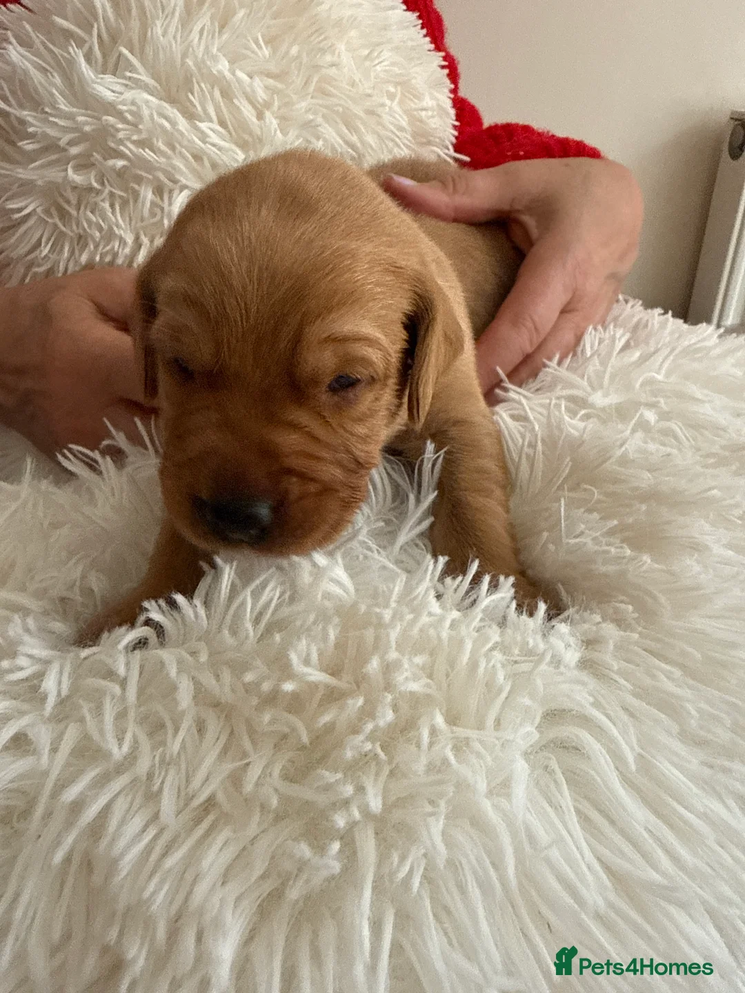Labrador Retriever dogs for sale: Gorgeous Fox Red Labrador Puppies. - Advert 2