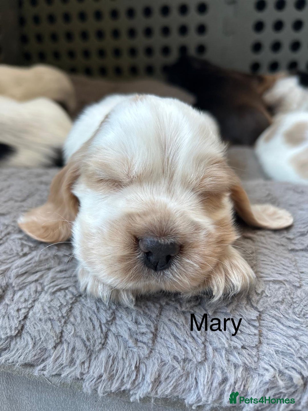 Cocker Spaniel dogs for sale: Your “furever” friend is here - Advert 39