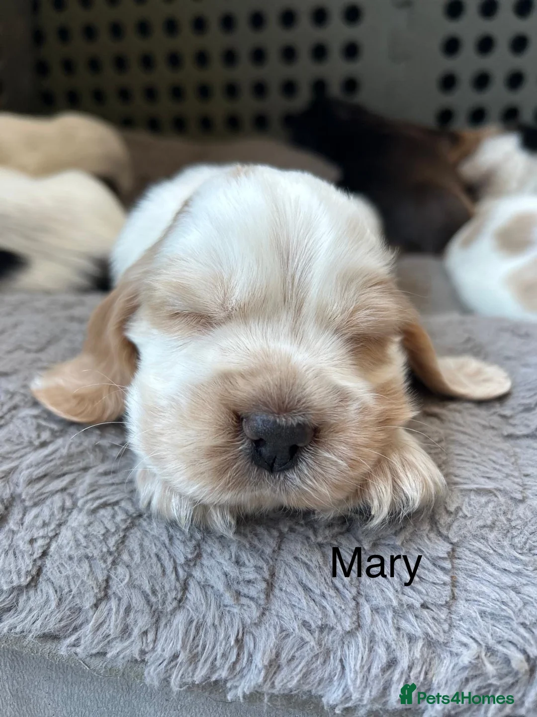 Cocker Spaniel dogs for sale: Gorgeous pair of pups remaining  - Advert 25