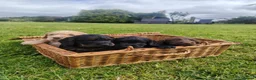 Cocker Spaniel dogs for sale: READY NOW Cocker Spaniel Pup 🩷🐶 - Advert 8