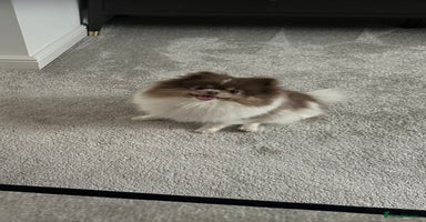 Pomeranian dogs  Tiny rare lilac tan Parti girl 💖 - Advert 10