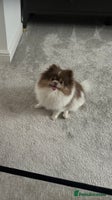Pomeranian dogs Tiny rare lilac tan Parti girl 💖 - Advert 3