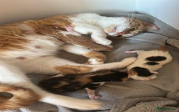 Mixed Breed cats for sale: 3 kittens for sale  - Image 5