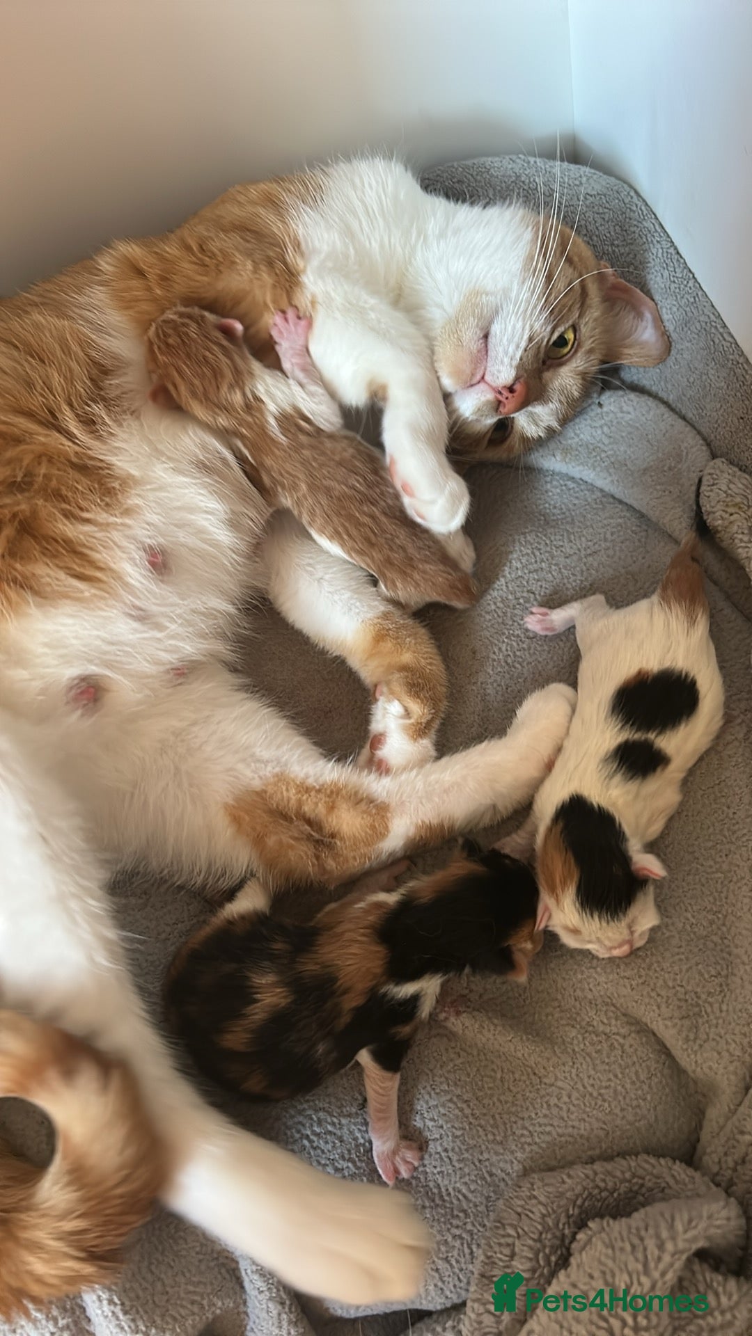 Mixed Breed cats for sale: 3 kittens for sale  - Image 5