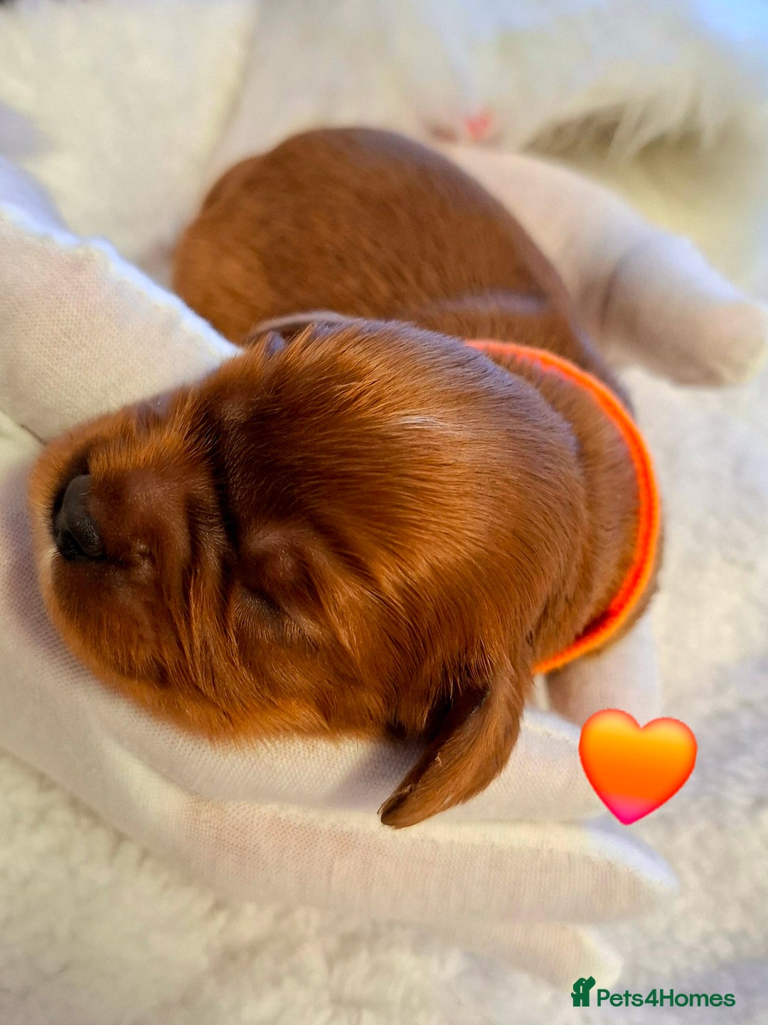 Cavalier King Charles Spaniel dogs for sale: 🥇❤️Beautiful Cavalier King Charles Spaniel 🐾⭐️ - Advert 7