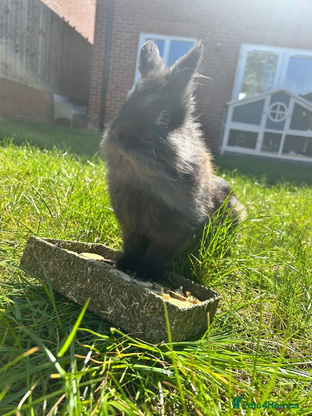 Lionhead rabbits for sale: Black lionhead male  - Advert 3