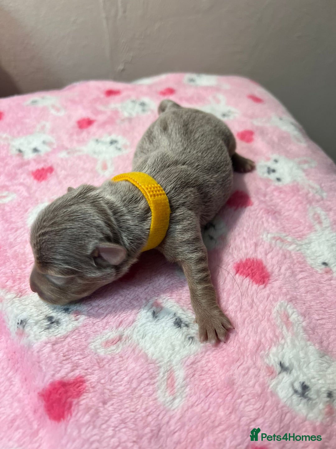 Jack Russell dogs for sale: Jack Russell puppies. - Image 3