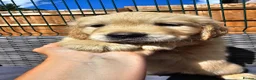 Golden Retriever dogs for sale: 3x KC golden retriever pups, ready 22nd June - Advert 16