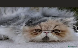 Persian cats for sale: Neutured NERVOUS girl for rehoming-READ CAREFULLY  - Image 3