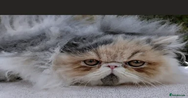 Persian cats - Advert 16