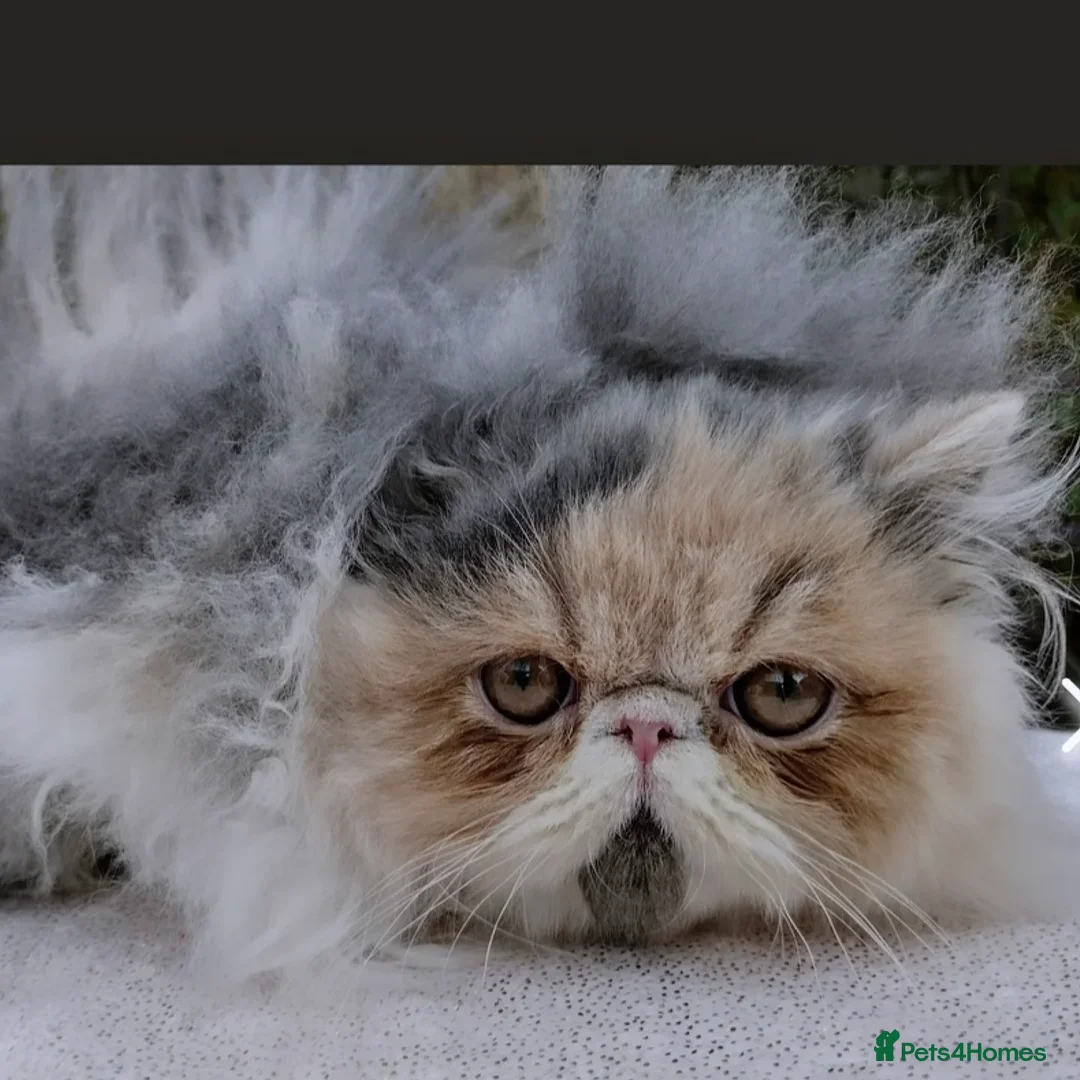 Persian cats for sale: Neutured NERVOUS girl for rehoming-READ CAREFULLY  - Image 3