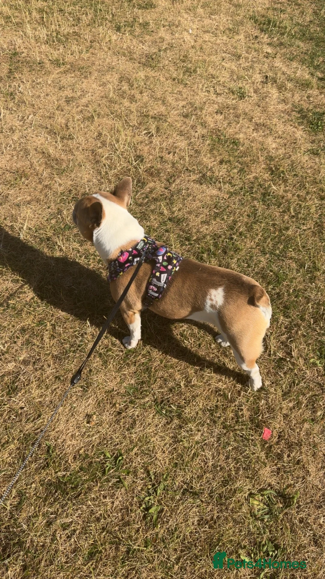 Mixed Breed dogs for sale: Mabel in Scunthorpe - Advert 2