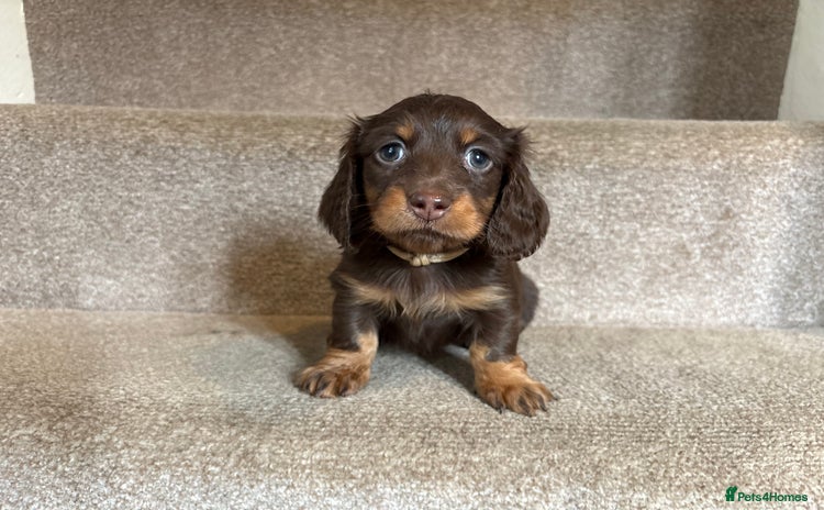 Miniature Dachshund dogs Last KC mini longhaired girl available  - Advert 16