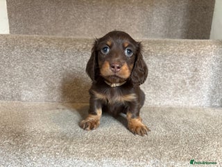 Miniature Dachshund dogs Last KC mini longhaired girl available - Advert 15