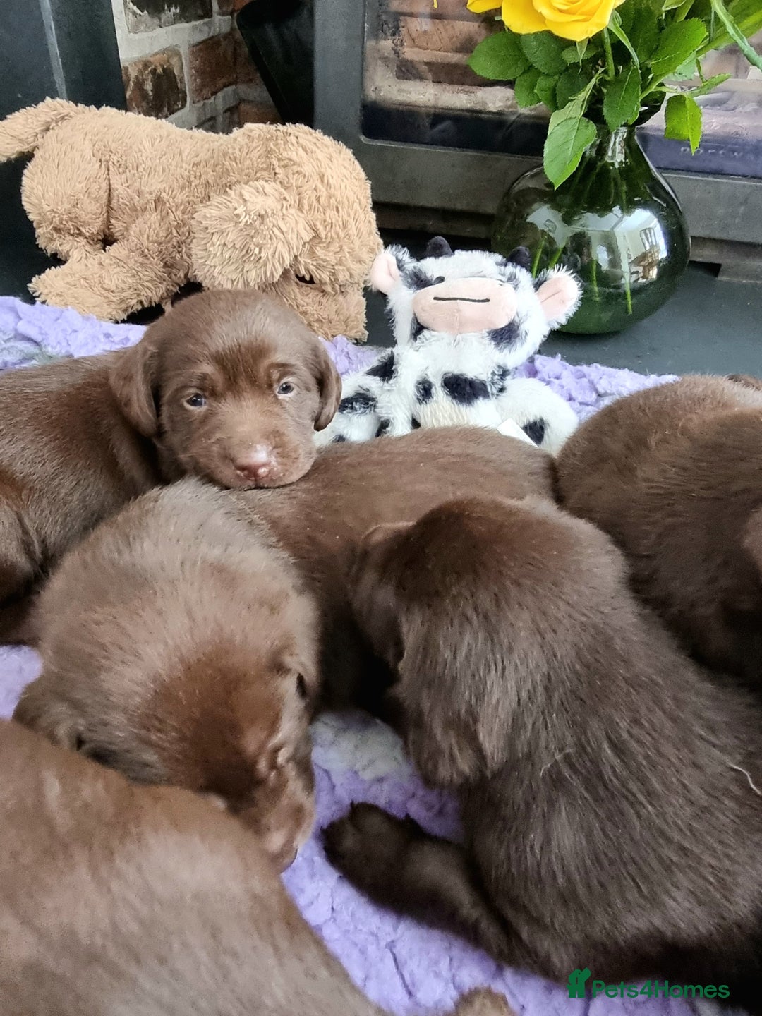 Labrador Retriever dogs for sale: Beautiful Chocolate Labrador Puppies. - Image 6