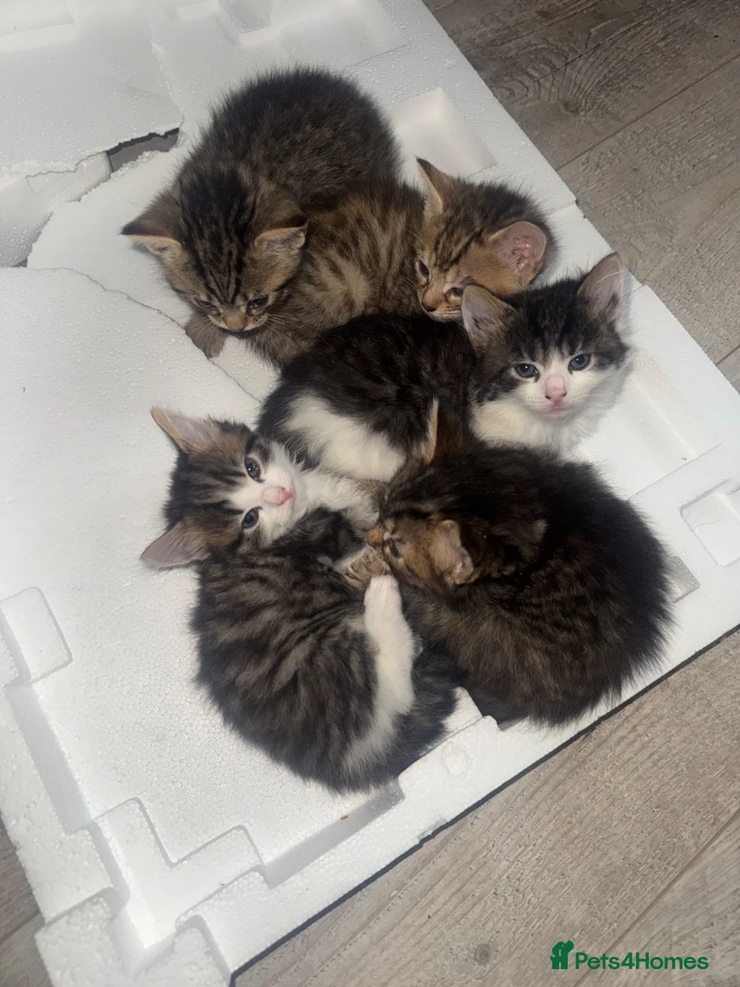 British Shorthair cats for sale: 5 Beautiful kittens Available in End If June  in Enfield - Advert 5