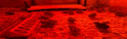 Quail poultry for sale: Coturnix quail Japanese  - Advert 2