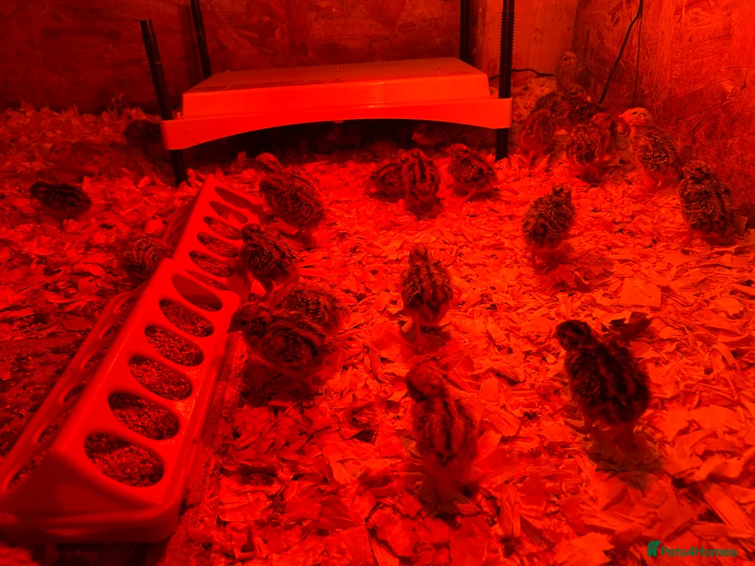 Quail poultry for sale: Coturnix quail Japanese  - Advert 2