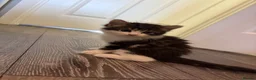 Mixed Breed cats for sale: 3 cute, cuddly kittens for sale - Advert 11