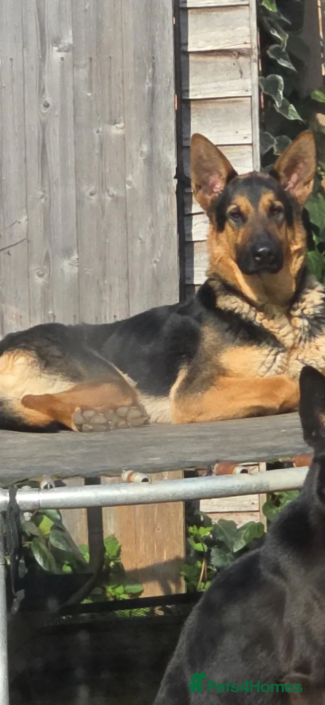 Mixed Breed dogs for sale: German Shepherd x Labrador - Advert 1