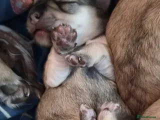 Mixed Breed dogs Maltese x Terrier - Advert 9