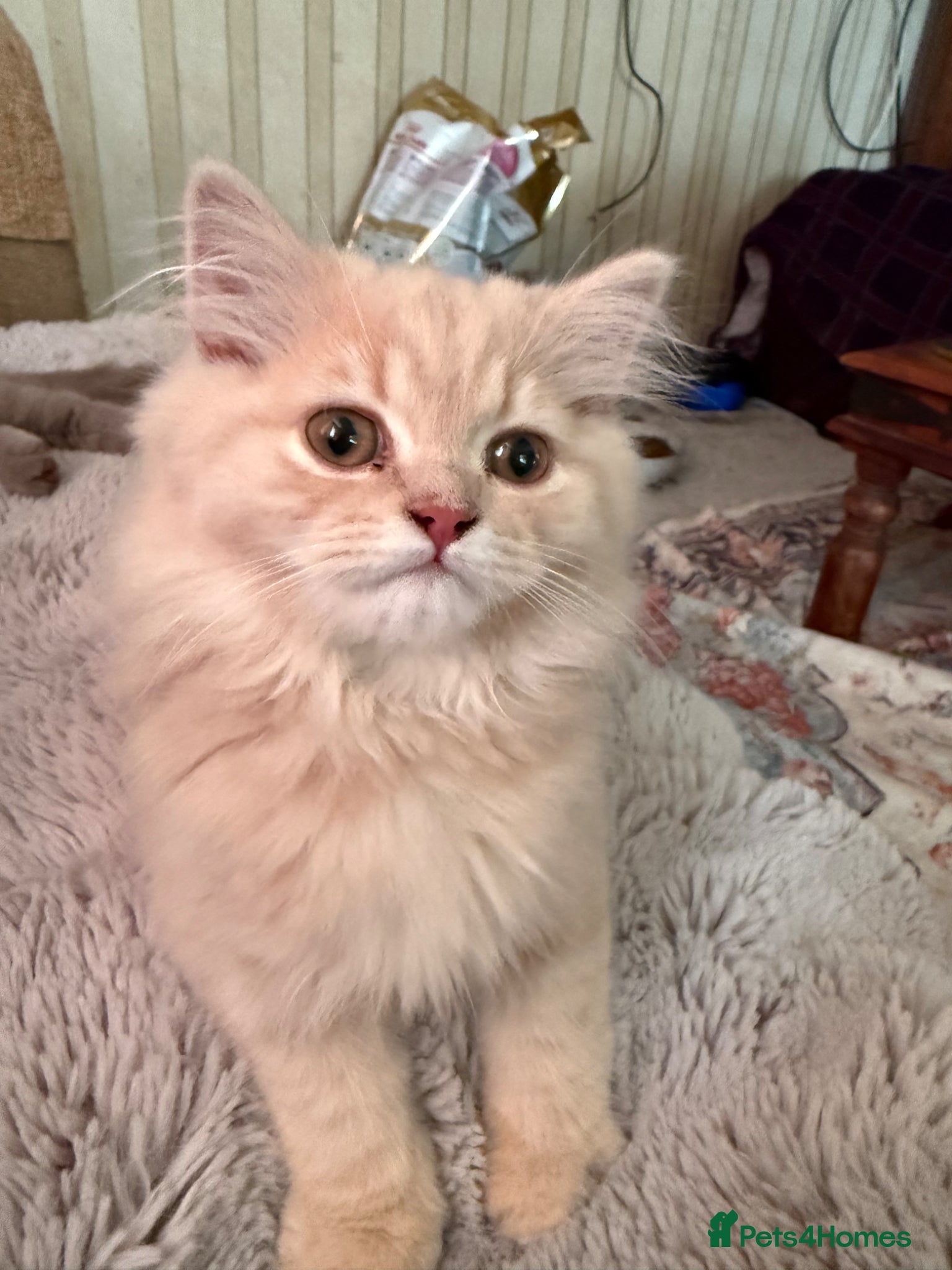 British Longhair cats British longhair pedigree  - Advert 2