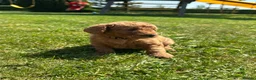Labradoodle dogs for sale: Ready F1b labradoodle curl red health test parent  - Advert 30