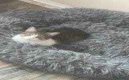 Mixed Breed cats for sale: Angel - Image 1