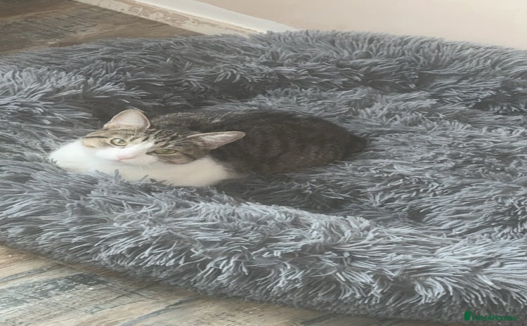 Mixed Breed cats - Advert 7