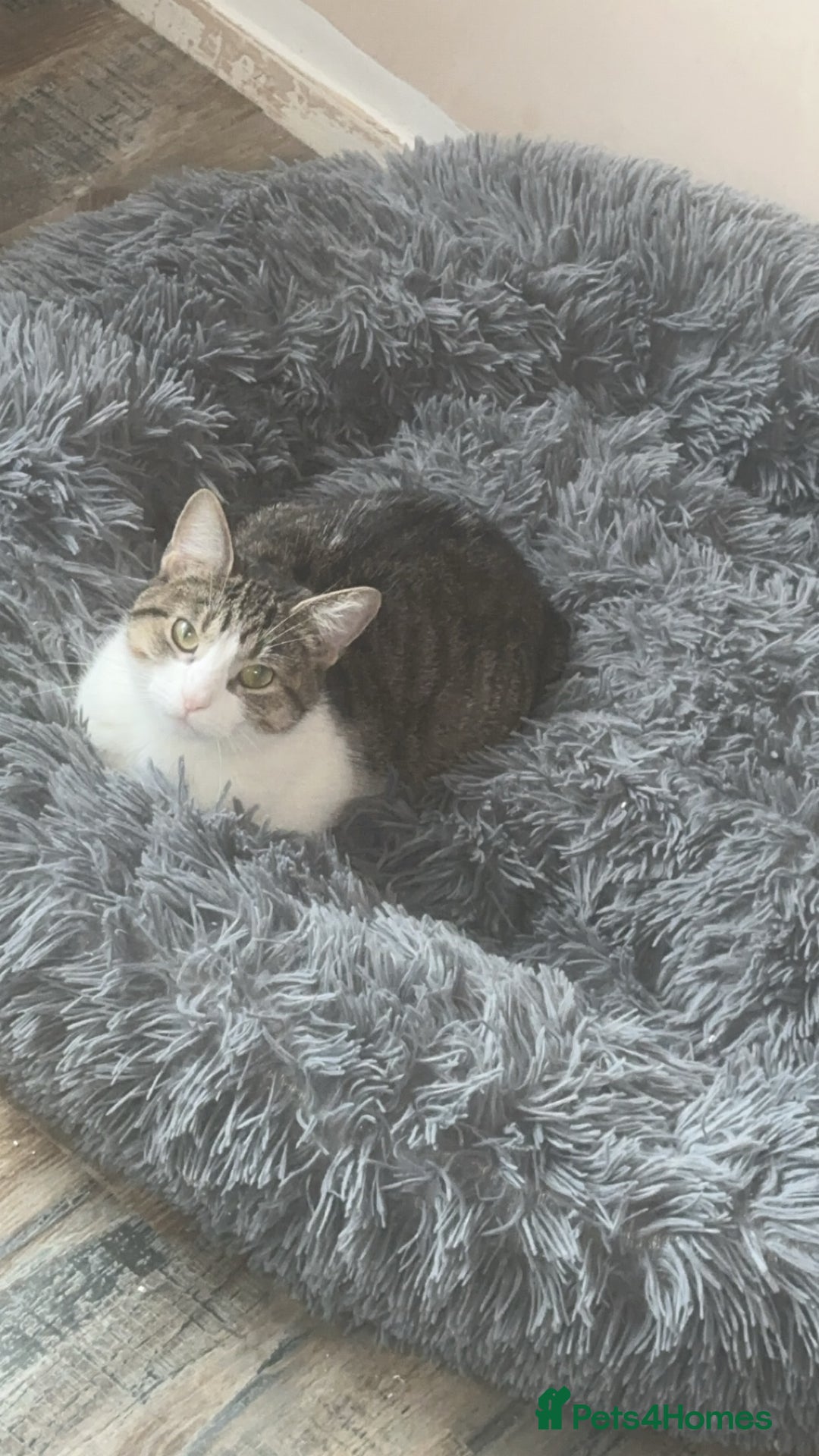 Mixed Breed cats for sale: Angel - Image 1