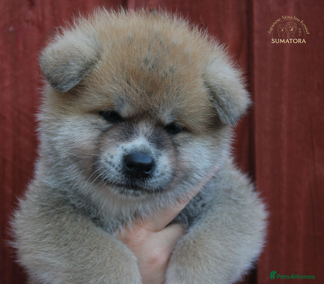 Japanese Akita Inu dogs for sale: ♥OUR PUPPIES ARRIVED♥ in Builth Wells - Image 19